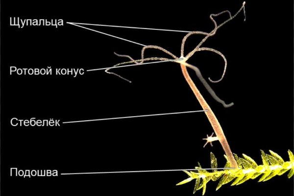 Рабочий сайт kraken